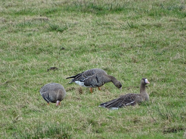 目的成绩 目的成绩